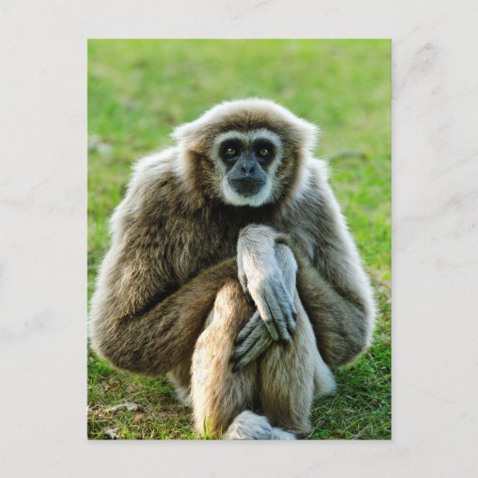 Carte Postale Gibbon, Parlons du sens de la vie... (Devant)