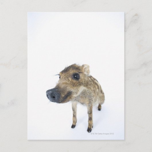 Carte Postale gibier sauvage (Devant)