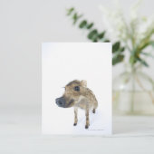Carte Postale gibier sauvage (Debout devant)