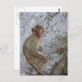 Carte postale Gibraltar Monkey, personnaliser (Devant / Derrière)