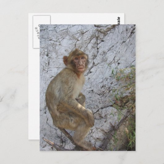 Carte postale Gibraltar Monkey, personnaliser (Devant / Derrière)
