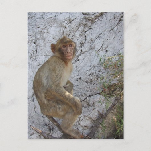 Carte postale Gibraltar Monkey, personnaliser (Devant)