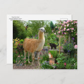 Carte postale "Gigi The Llama" (Devant / Derrière)