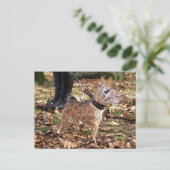 Carte Postale Gihuahua (Debout devant)