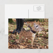 Carte Postale Gihuahua (Devant / Derrière)