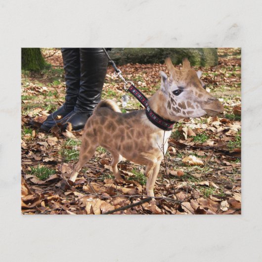 Carte Postale Gihuahua (Devant)