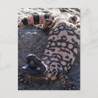 Carte Postale Gila Monster