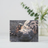 Carte Postale Gila Monster (Debout devant)