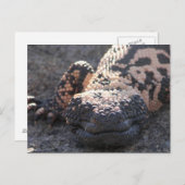 Carte Postale Gila Monster (Devant / Derrière)