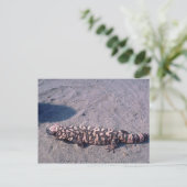Carte Postale Gila Monster Lizard (Debout devant)