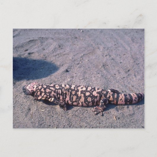 Carte Postale Gila Monster Lizard (Devant)
