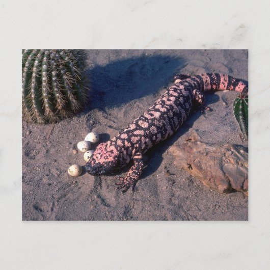 Carte Postale Gila Monster Lizard mangeant des oeufs du désert Q (Devant)