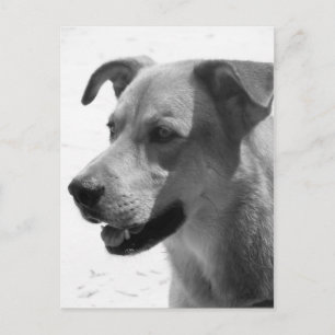 Carte Postale Gilbert