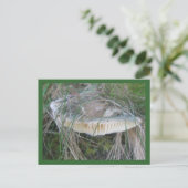 Carte postale Gills aux champignons (Debout devant)