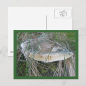 Carte postale Gills aux champignons (Devant / Derrière)