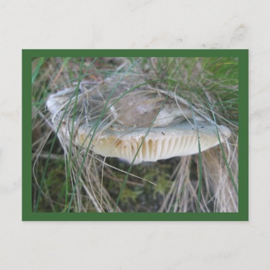 Carte postale Gills aux champignons (Devant)
