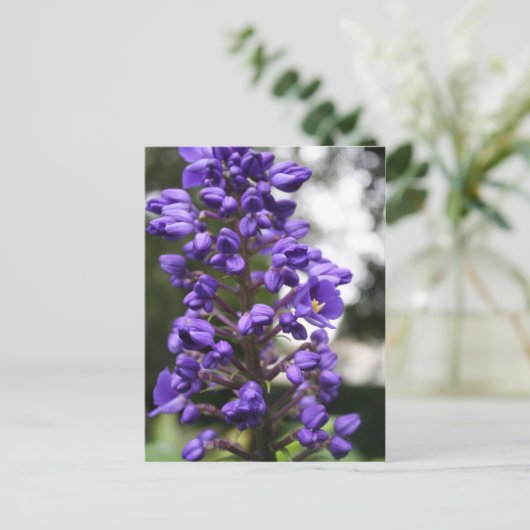 Carte Postale gingembre bleu (Debout devant)