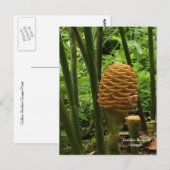 Carte Postale Gingembre en forme de ruche tropicale (Devant / Derrière)