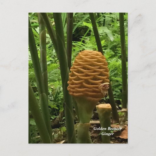 Carte Postale Gingembre en forme de ruche tropicale (Devant)