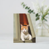 Carte Postale Gingembre et chat blanc assis à la fenêtre (Debout devant)