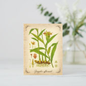 Carte Postale Gingembre - illustration vintage (Debout devant)