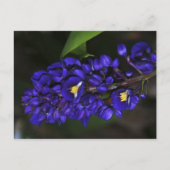 Carte Postale Gingembre pourpre (Devant)