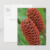 Carte Postale Gingembre rucher, Zingiber spectabile), (Devant / Derrière)