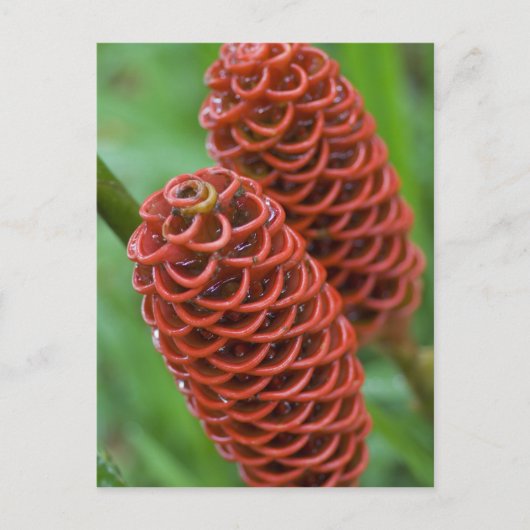 Carte Postale Gingembre rucher, Zingiber spectabile), (Devant)