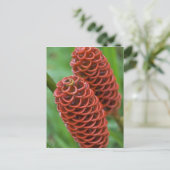 Carte Postale Gingembre rucher, Zingiber spectabile), (Debout devant)