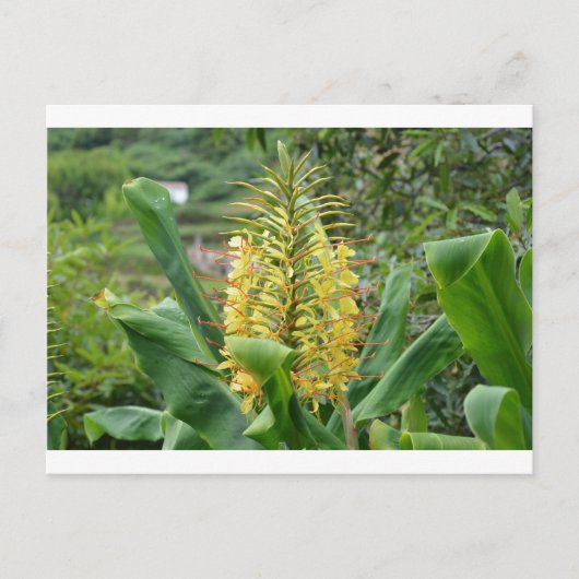 Carte Postale Gingembre sauvage. (Devant)