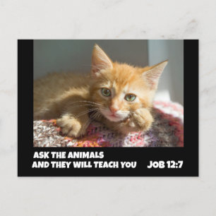 CARTE POSTALE GINGER CAT DEMANDEZ AUX ANIMAUX JOB 12:7 BIBLE VER