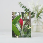 Carte postale Ginger Flower (Debout devant)