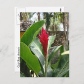 Carte postale Ginger Flower (Devant / Derrière)