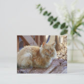 Carte Postale Ginger George (Debout devant)