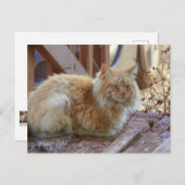 Carte Postale Ginger George (Devant / Derrière)