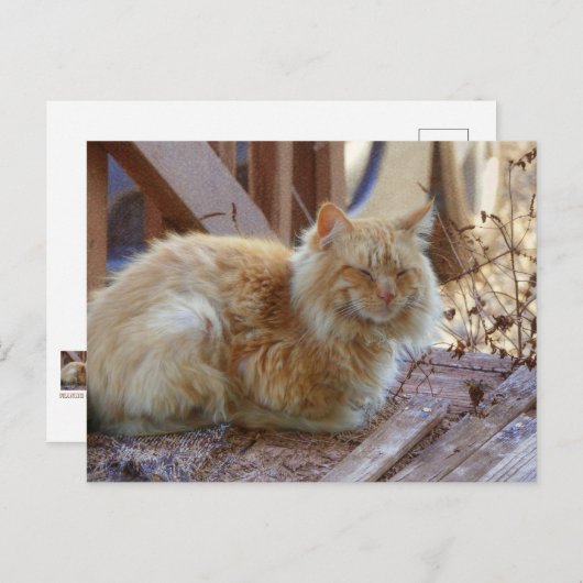 Carte Postale Ginger George (Devant / Derrière)