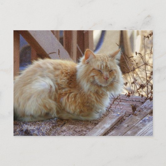 Carte Postale Ginger George (Devant)