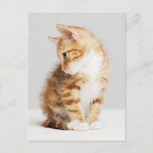 Carte Postale Ginger Kitten (Devant)