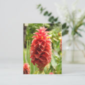 Carte postale Ginger ornementale (Debout devant)