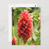 Carte postale Ginger ornementale (Devant / Derrière)