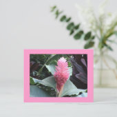Carte postale Ginger rose (Debout devant)
