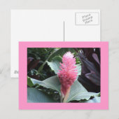 Carte postale Ginger rose (Devant / Derrière)