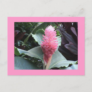 Carte postale Ginger rose