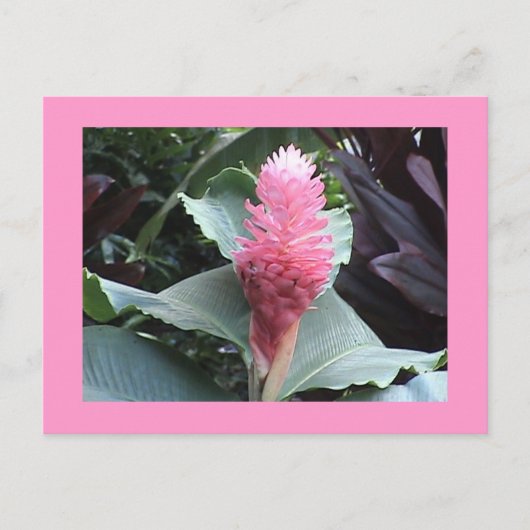 Carte postale Ginger rose (Devant)