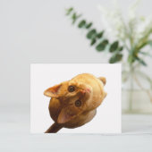 Carte Postale Ginger Tabby Kitten (Debout devant)