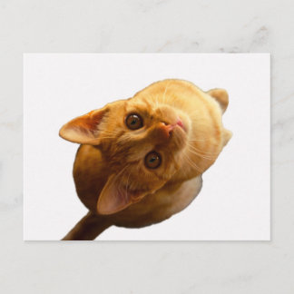 Carte Postale Ginger Tabby Kitten