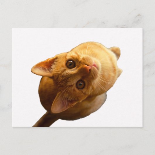 Carte Postale Ginger Tabby Kitten (Devant)