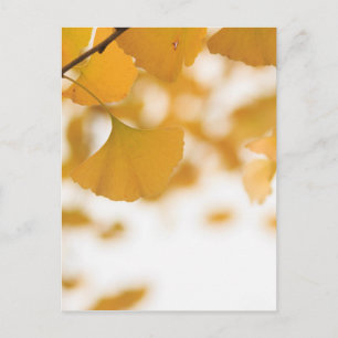 Carte Postale Ginkgo
