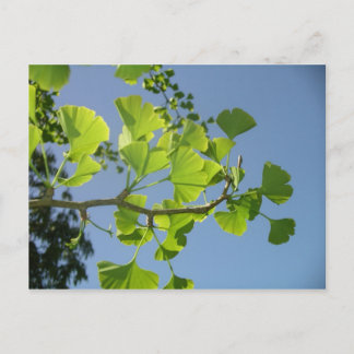 Carte postale Ginkgo
