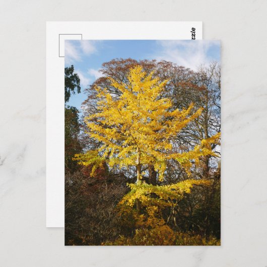 Carte postale Ginkgo Biloba Tree (Devant / Derrière)